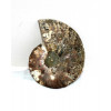 минерал Аммонит 10 см